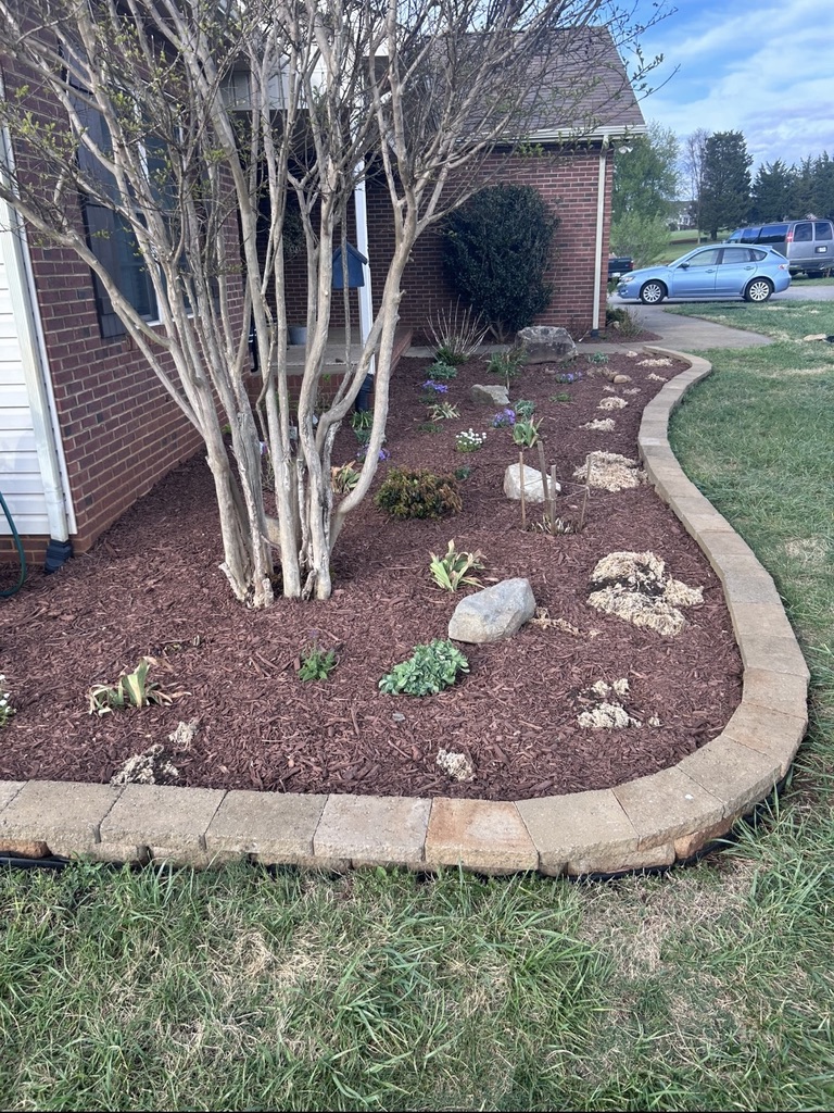 Renovated front garden with curved edging, mulch and flowering plants
